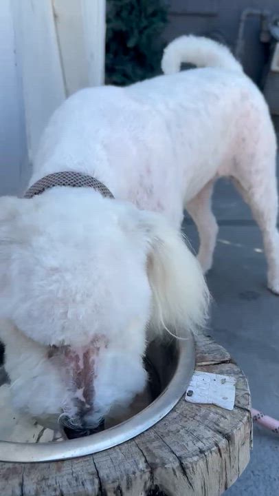 Enlarge Heaven, a ADOPTABLE Maltipoo in Los Angeles, CA video 2/2