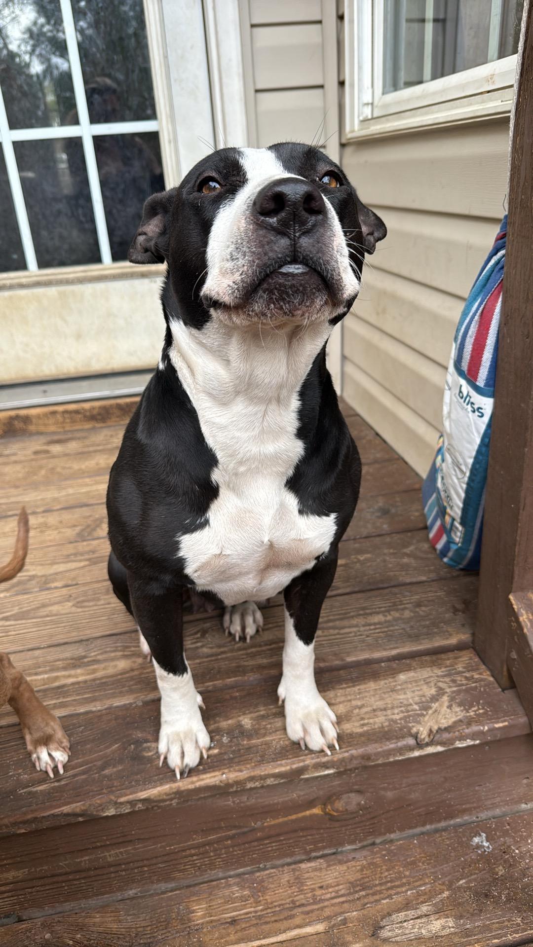Panda, a ADOPTABLE mixed breed in Mount Croghan, SC image 2/4