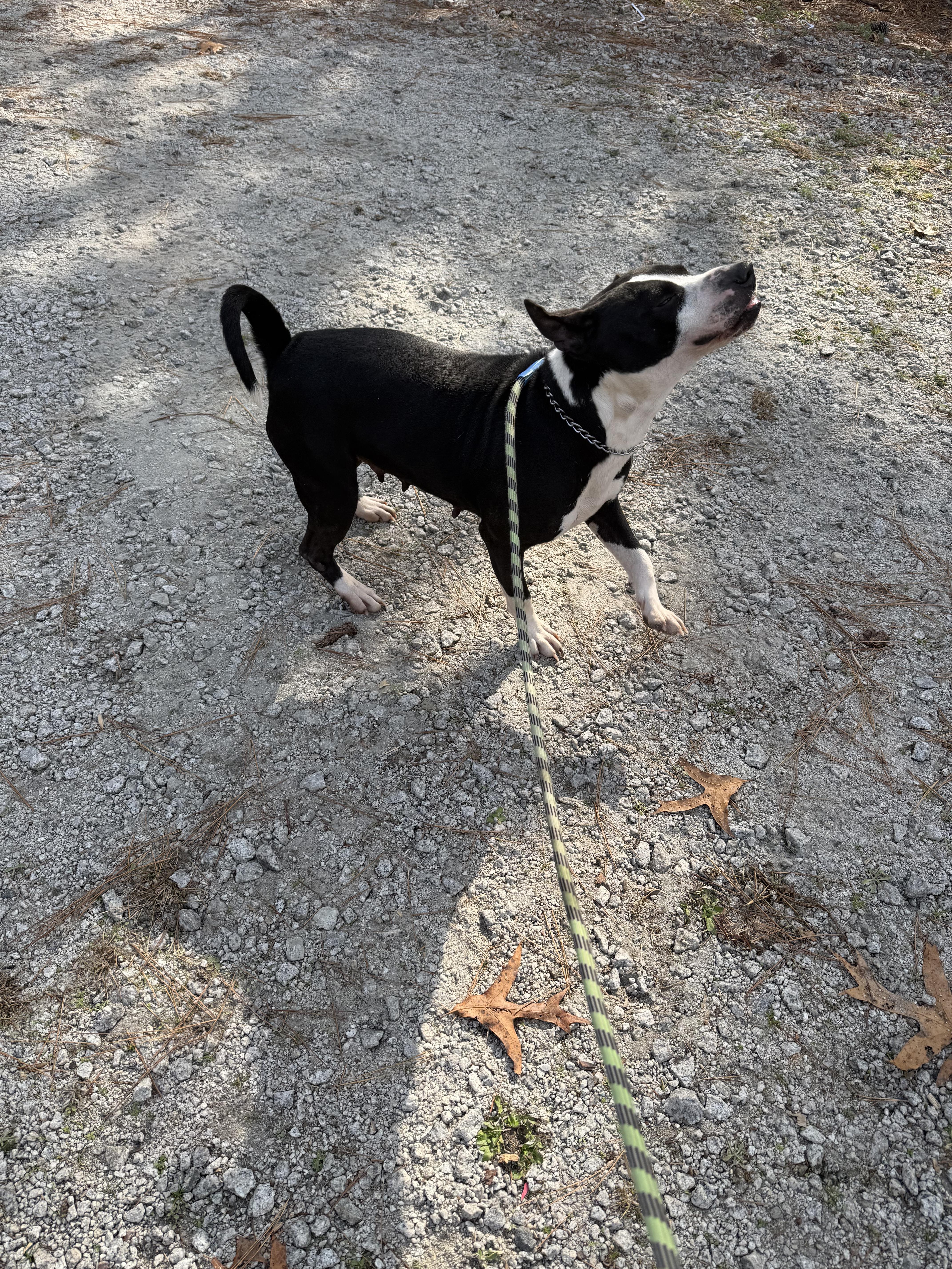 Panda, a ADOPTABLE mixed breed in Mount Croghan, SC image 4/4