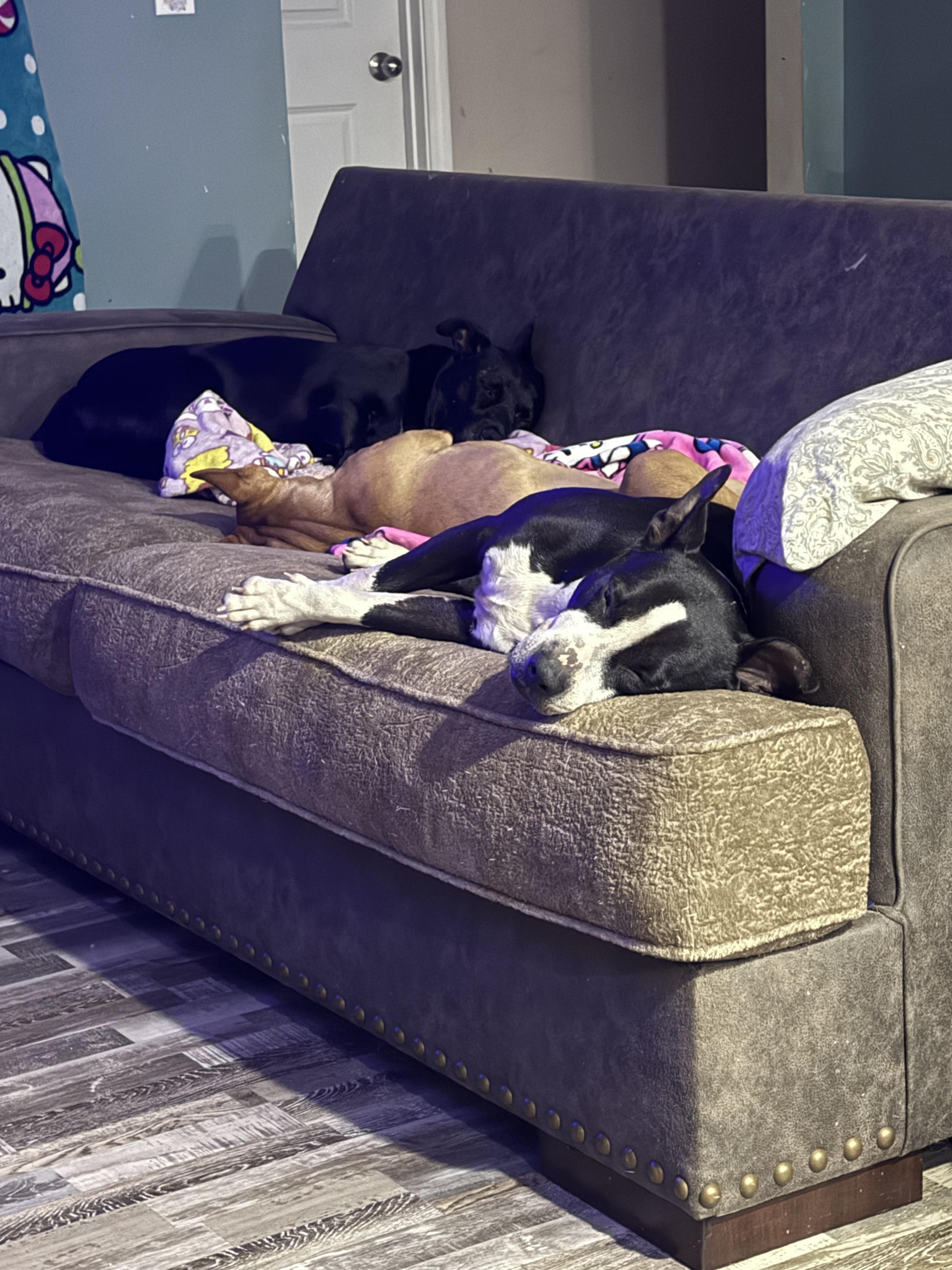 Panda, a ADOPTABLE mixed breed in Mount Croghan, SC image 1/4