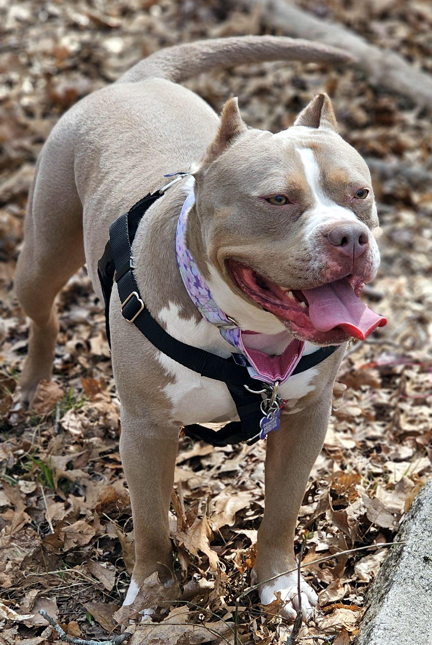Enlarge Trudy, a Adoptable Pit Bull Terrier in Framingham, MA image 2/3