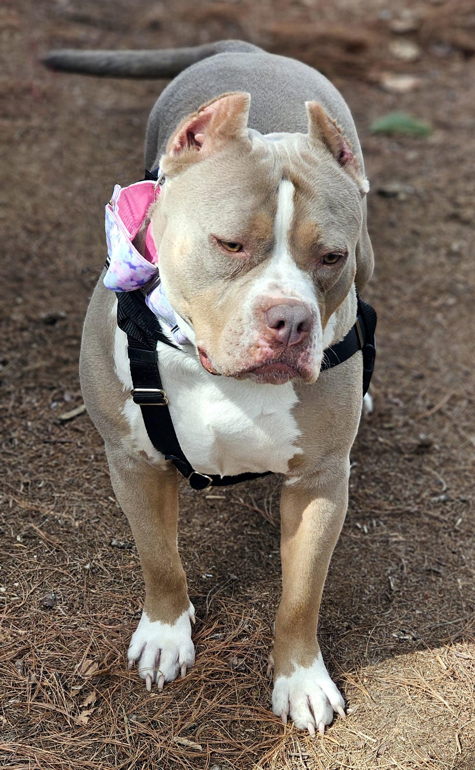Enlarge Trudy, a Adoptable Pit Bull Terrier in Framingham, MA image 3/3
