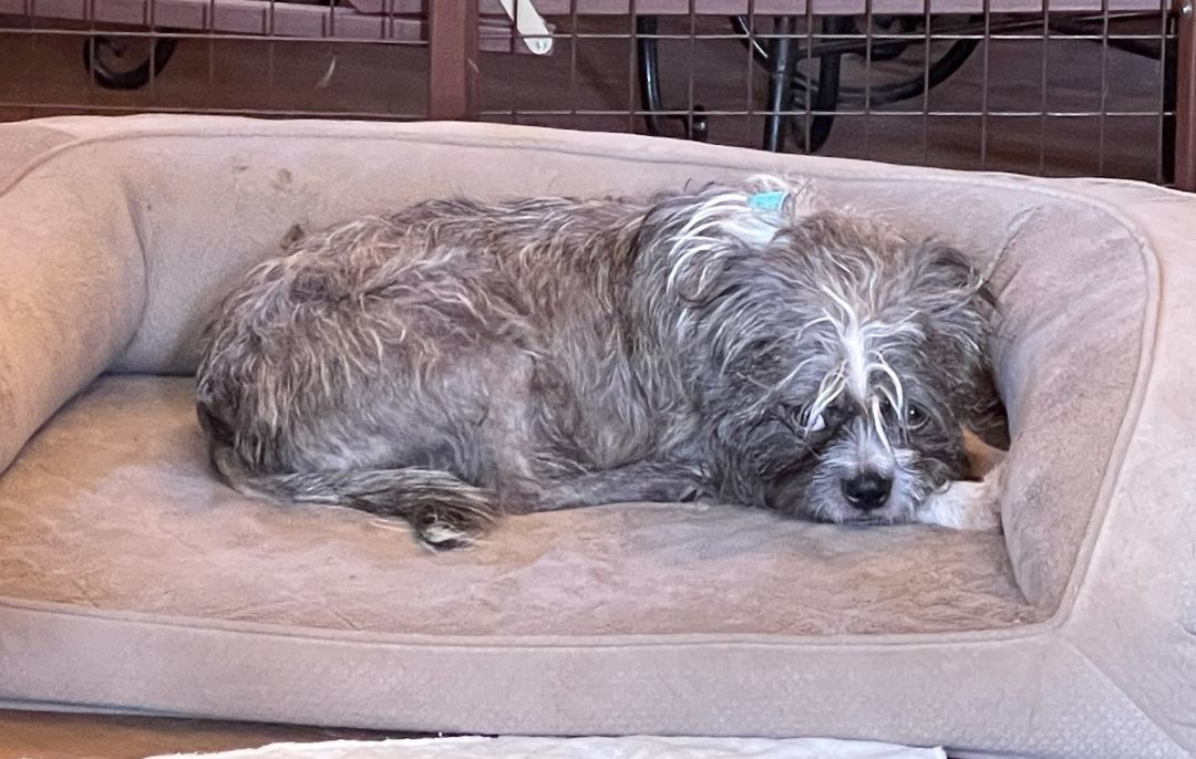 Enlarge Asher, a Adopted mixed breed in Stamford, CT image 1/2