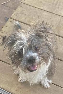 Enlarge Asher, a Adopted mixed breed in Stamford, CT image 2/2