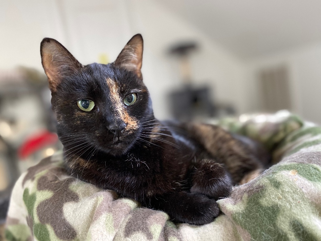 Muffet, a Adoptable Domestic Short Hair in Myrtle Beach, SC image 1/8