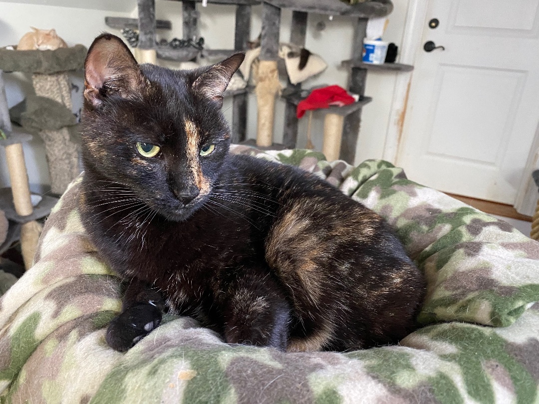 Muffet, a Adoptable Domestic Short Hair in Myrtle Beach, SC image 2/8