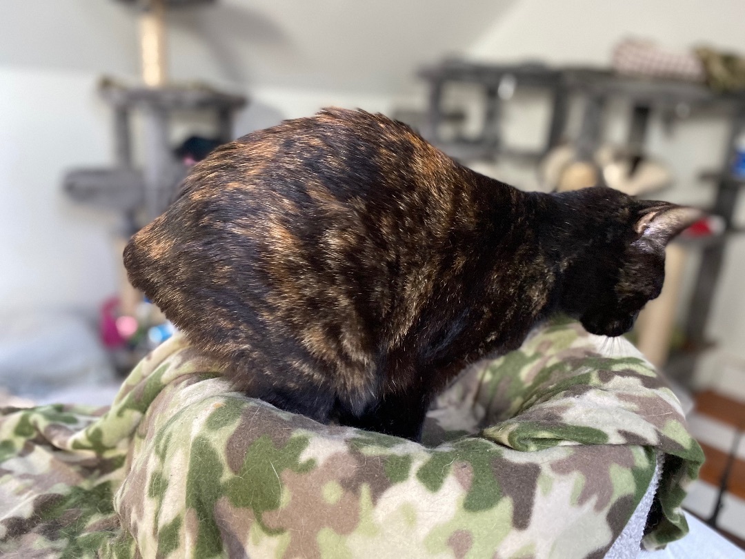 Muffet, a Adoptable Domestic Short Hair in Myrtle Beach, SC image 3/8