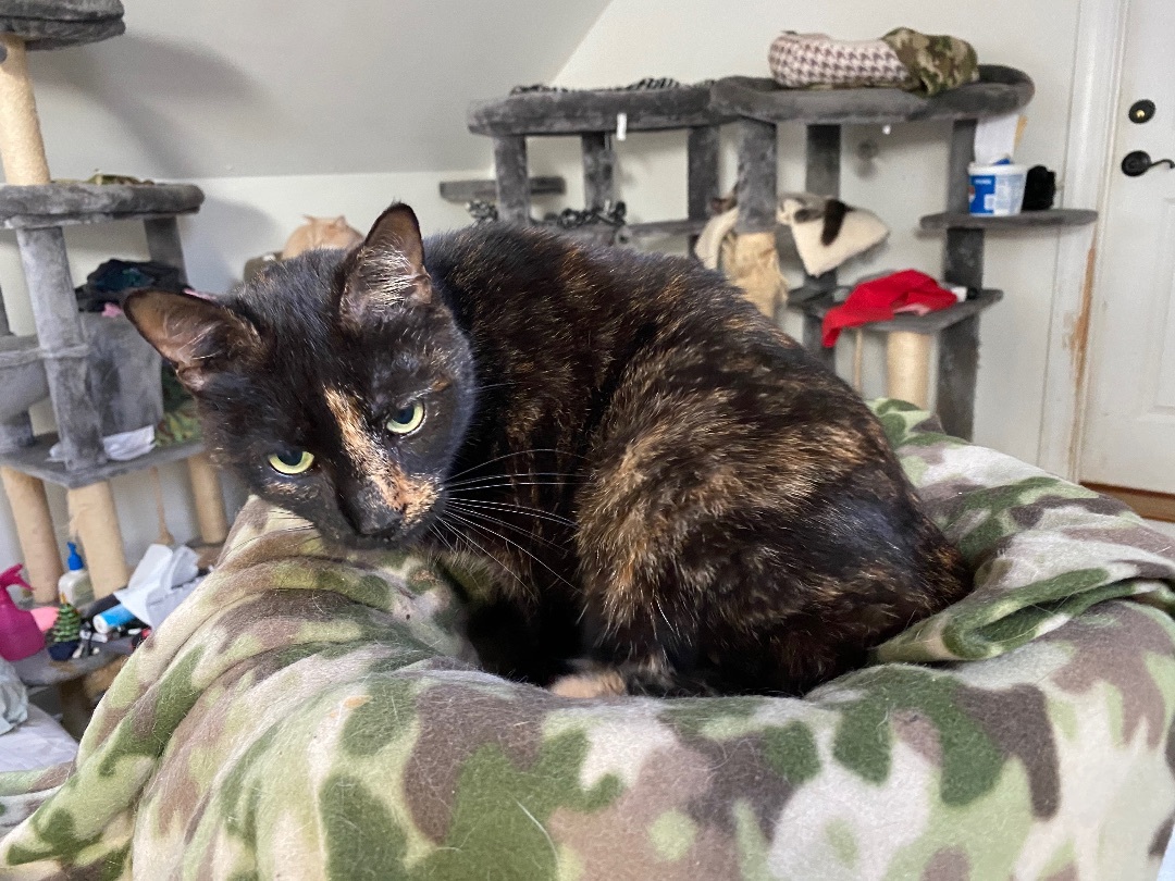 Muffet, a Adoptable Domestic Short Hair in Myrtle Beach, SC image 4/8