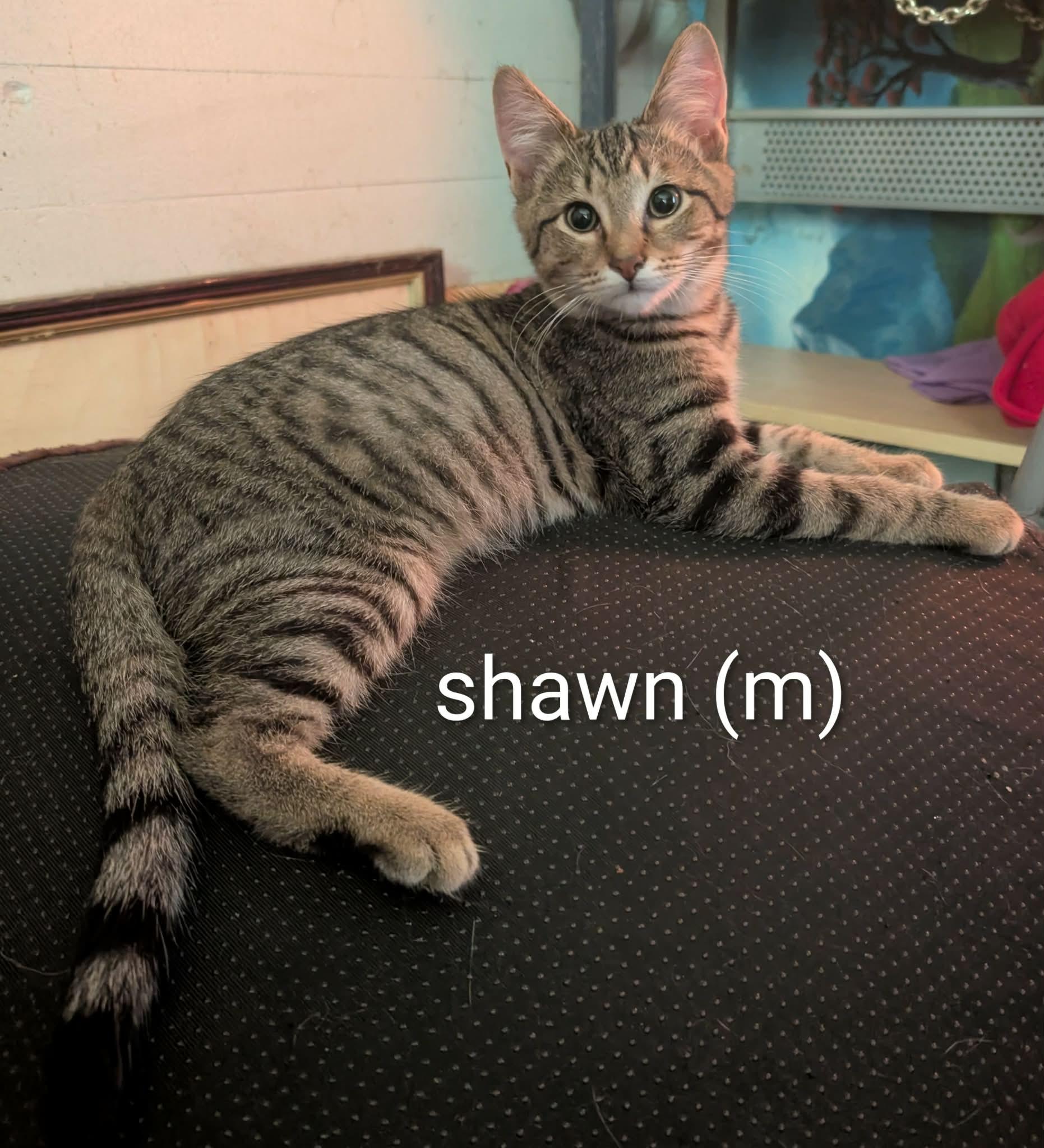Shawn, Adoptable, Kitten Male Domestic Short Hair.