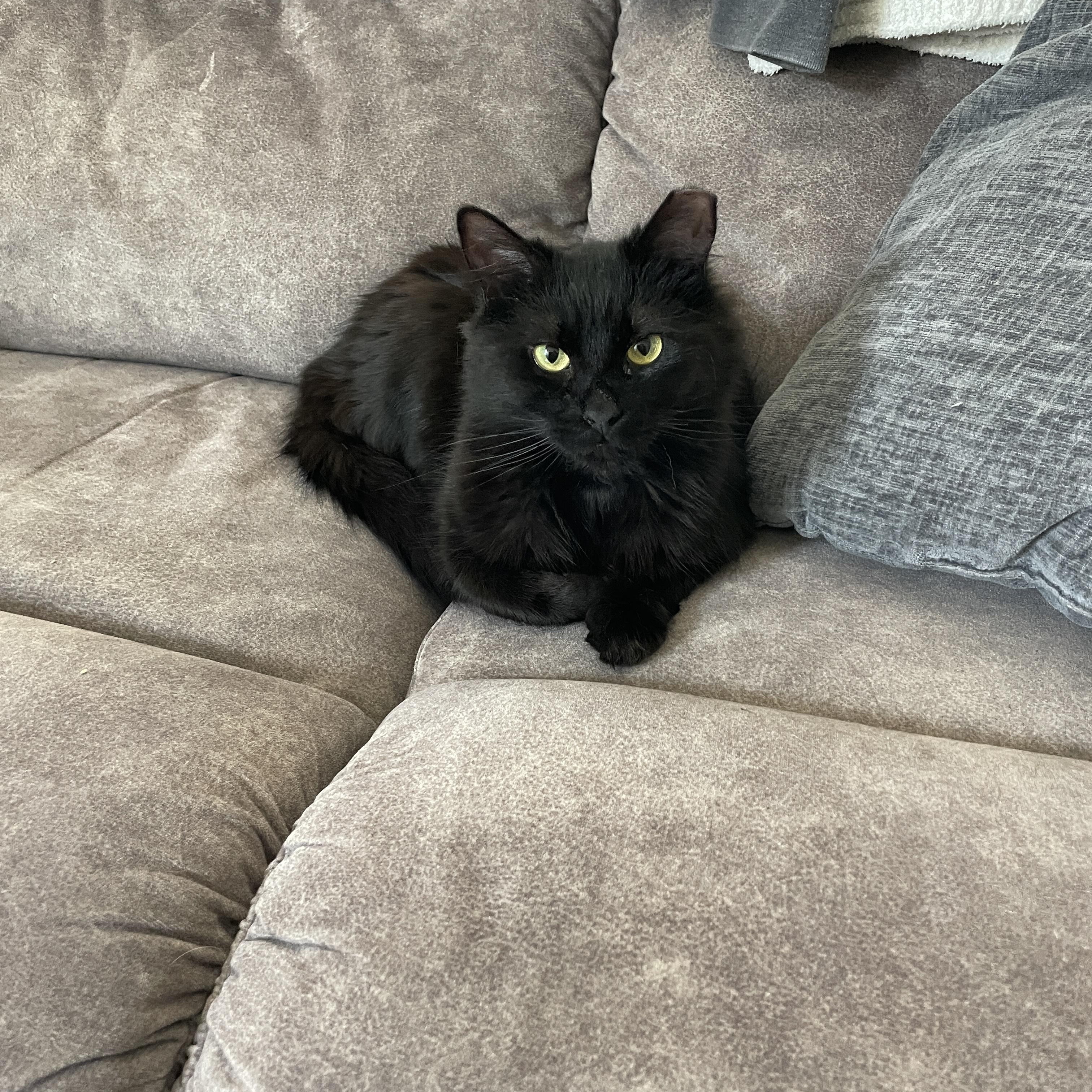 Enlarge Rasha, an adoptable Domestic Long Hair in Sacramento, CA image 5/6