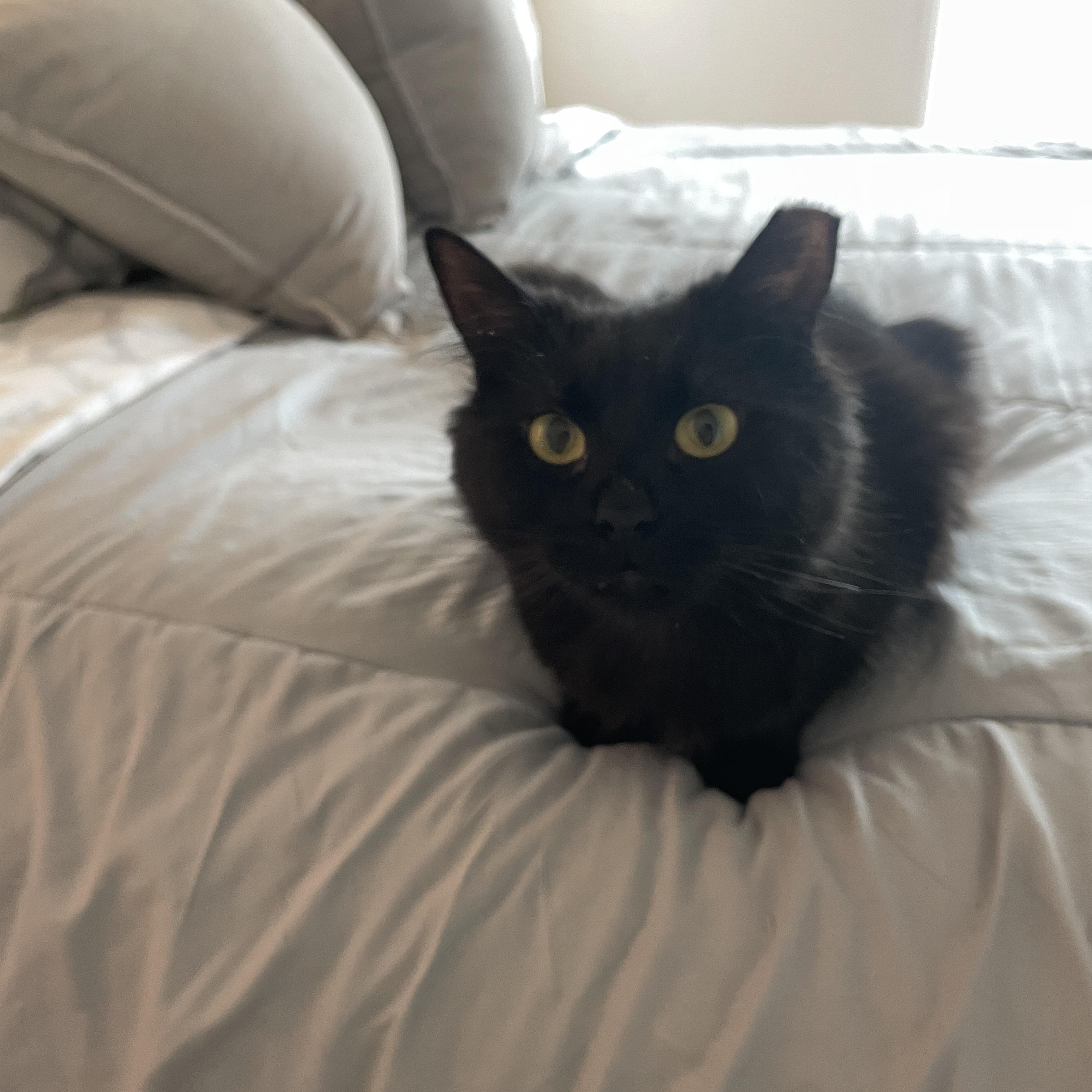 Enlarge Rasha, an adoptable Domestic Long Hair in Sacramento, CA image 2/6