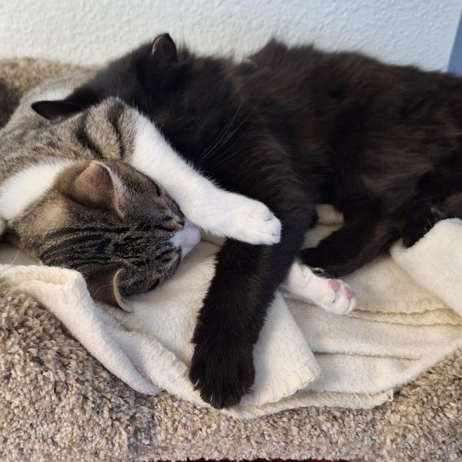 Enlarge Rasha, an adoptable Domestic Long Hair in Sacramento, CA image 4/6