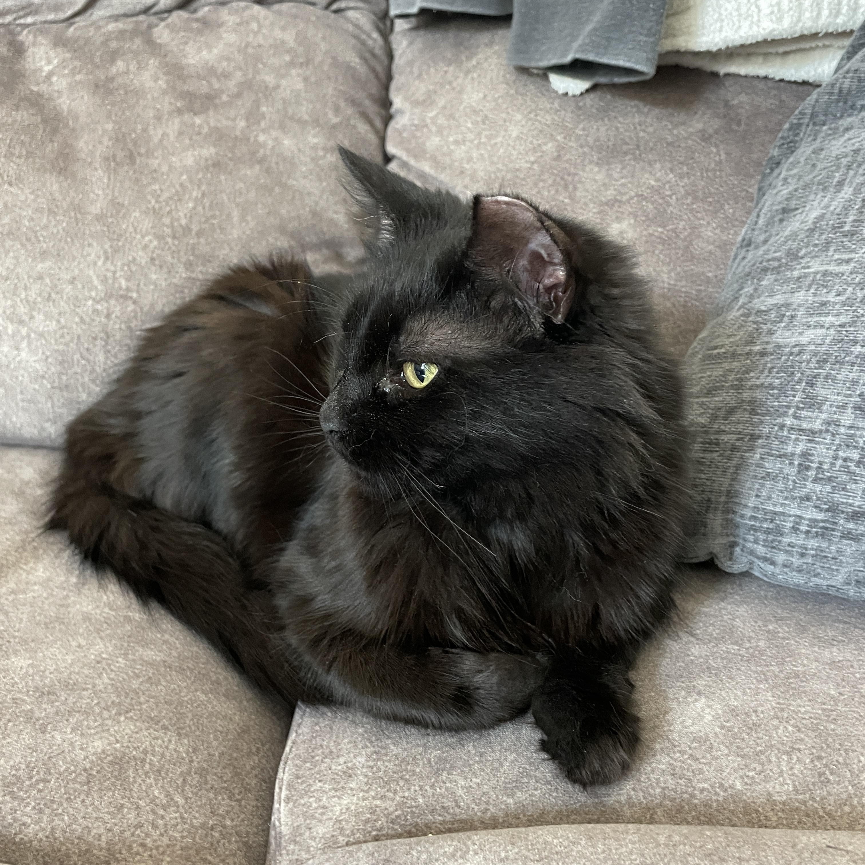 Enlarge Rasha, an adoptable Domestic Long Hair in Sacramento, CA image 6/6