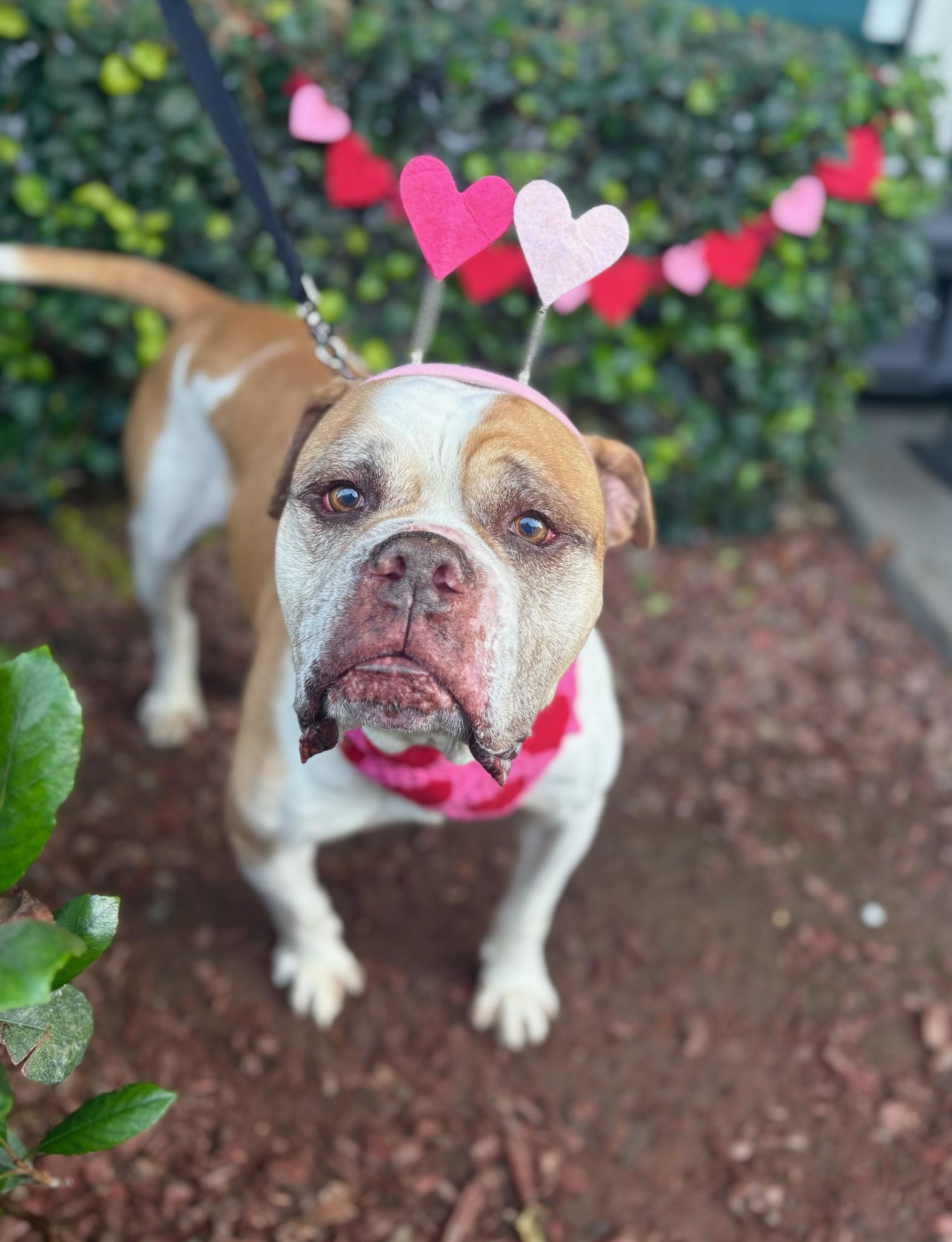 Ignacio, Adoptable, Adult Male American Bulldog & English Bulldog.
