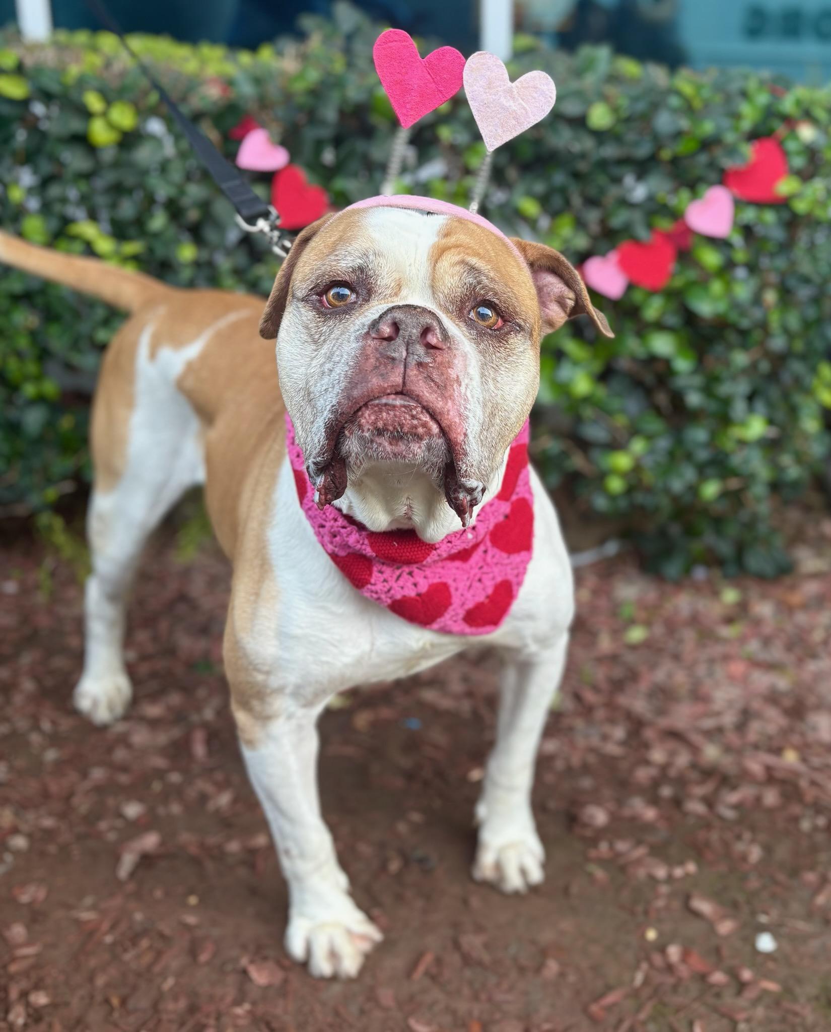 Ignacio, Adoptable, Adult Male American Bulldog & English Bulldog.