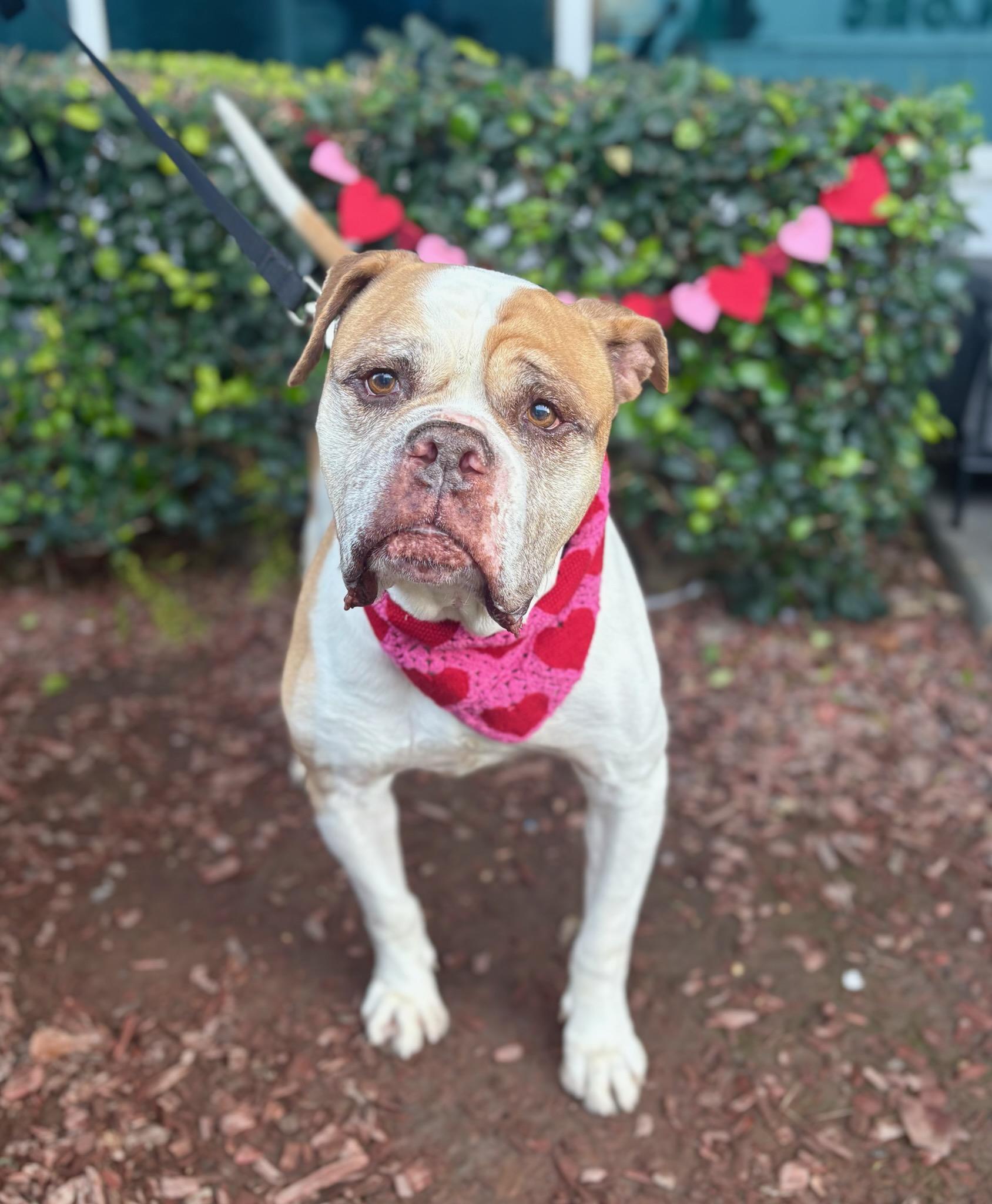 Ignacio, a Adoptable mixed breed in South El Monte, CA image 3/5