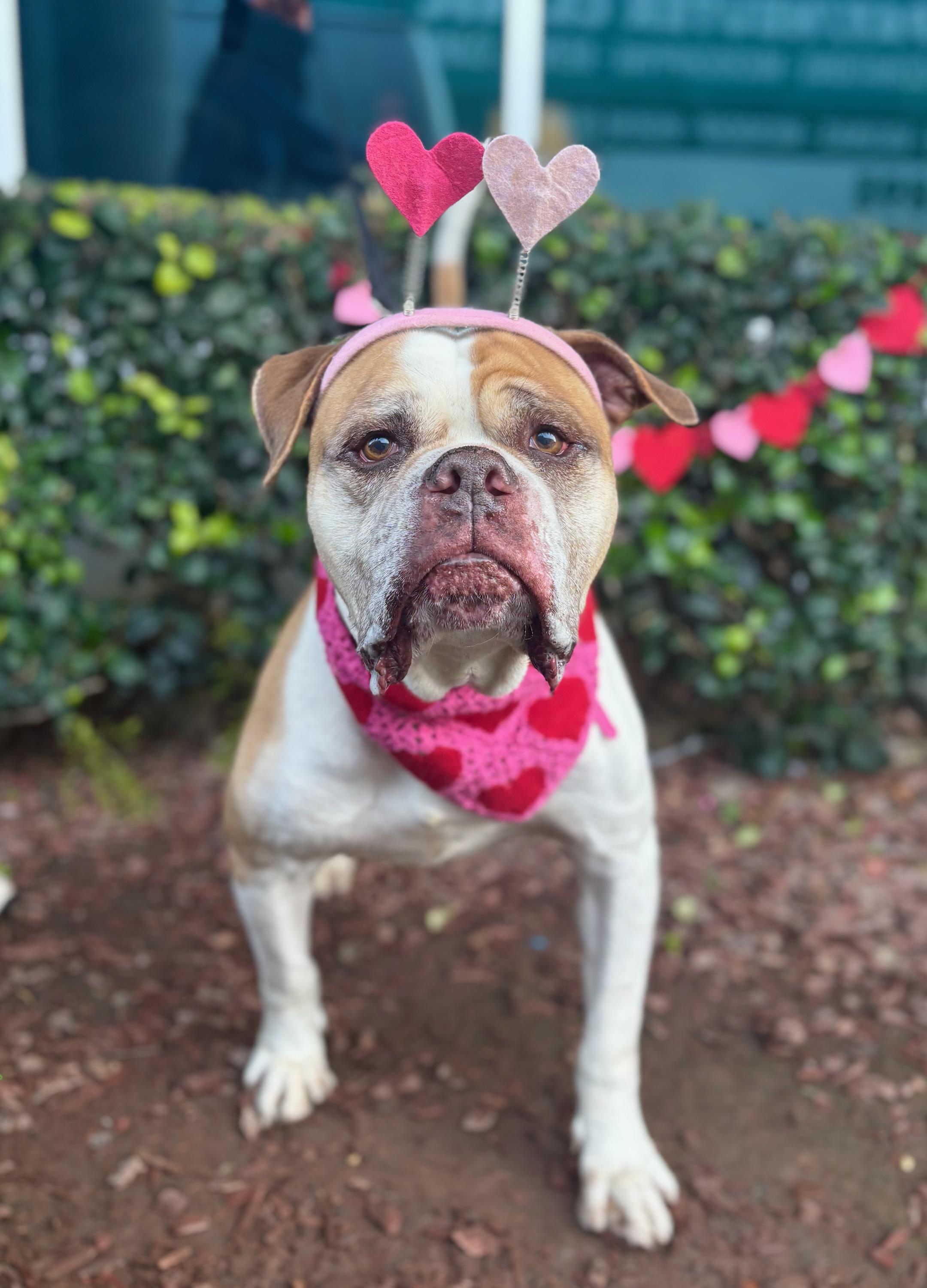 Ignacio, a Adoptable mixed breed in South El Monte, CA image 4/5