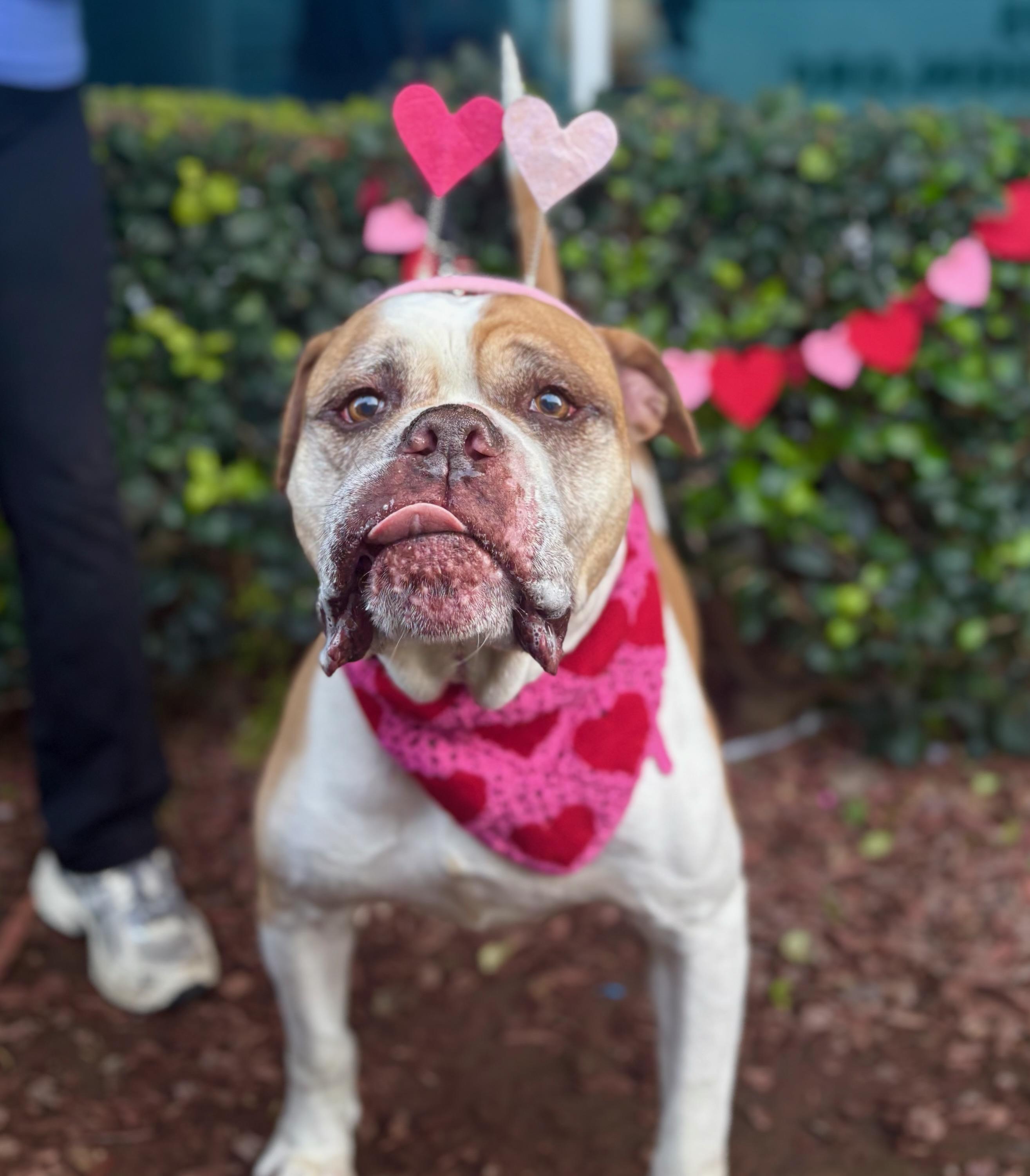 Ignacio, a Adoptable mixed breed in South El Monte, CA image 5/5