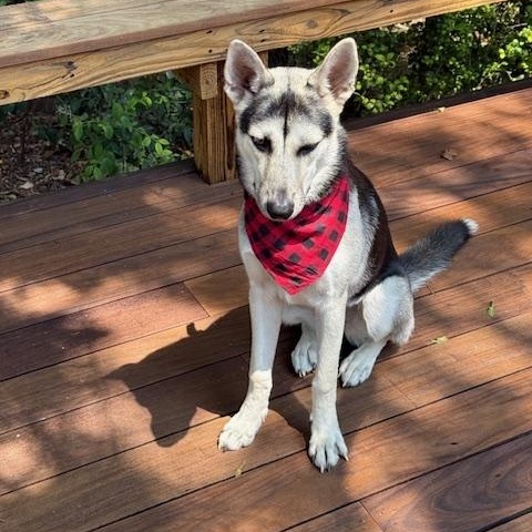 Zoe, Adoptable, Young Female Husky.