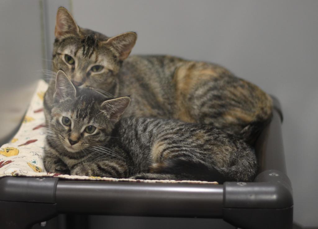 Jessie & Janey, Adoptable, Young Female Domestic Short Hair.