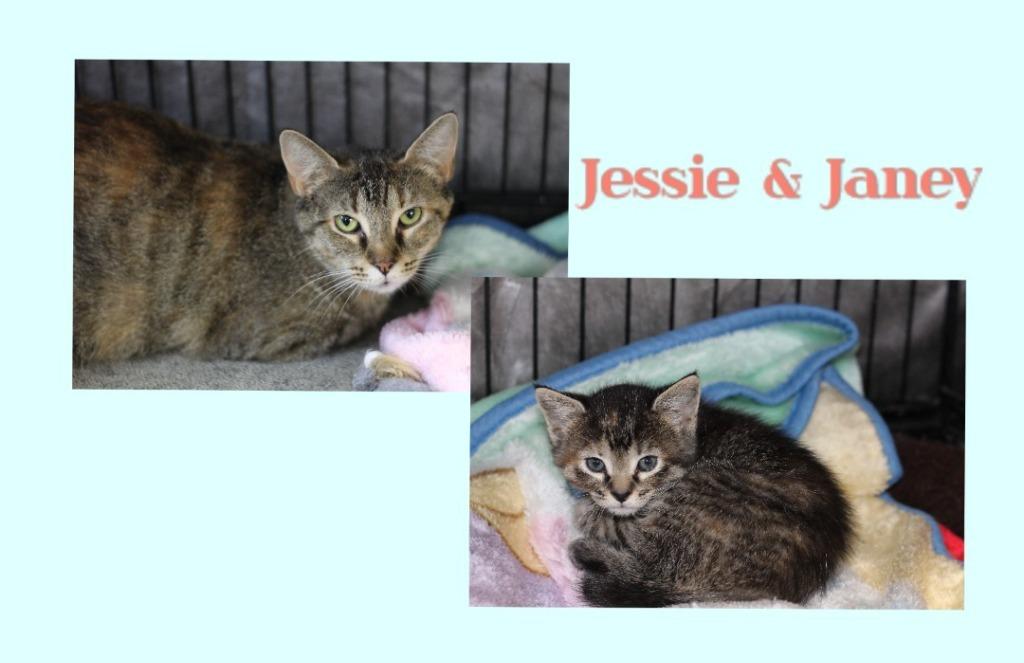 Jessie & Janey, a Adoptable mixed breed in Rockford, IL image 2/2