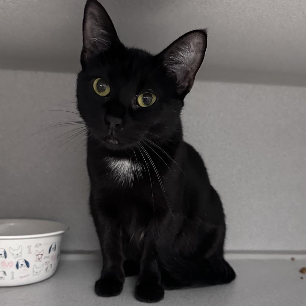 Enlarge Twyla, a Adoptable Domestic Short Hair in Mount Vernon, IN image 1/1