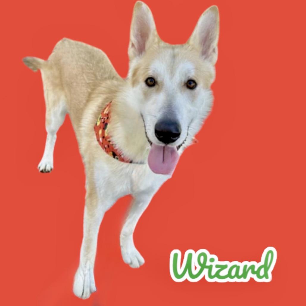 Enlarge Wizard, a Adoptable mixed breed in Scottsdale, AZ image 1/1