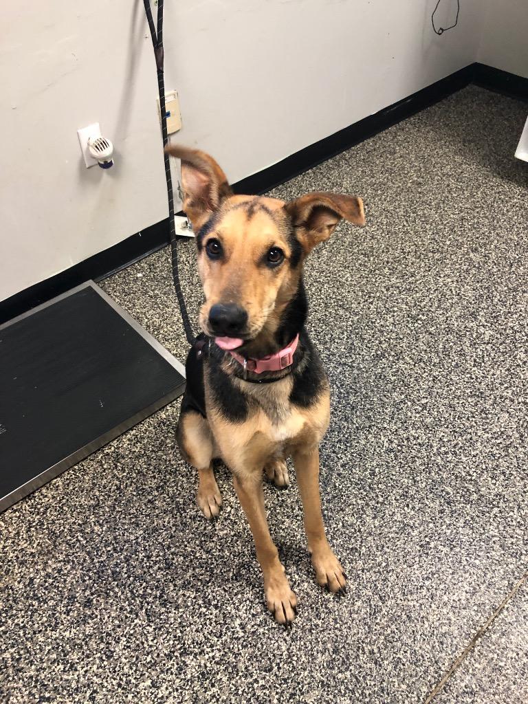 Enlarge Daisee, a Adoptable mixed breed in Columbia, TN image 1/1