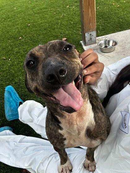 Phoenix - 3, Adoptable, Adult Female Mixed Breed & Mixed Breed.