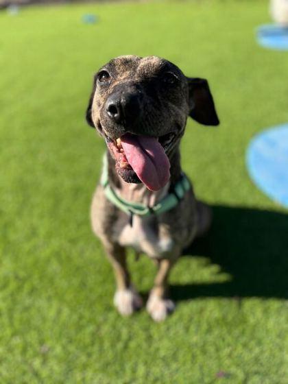 Phoenix - 3, Adoptable, Adult Female Mixed Breed & Mixed Breed.