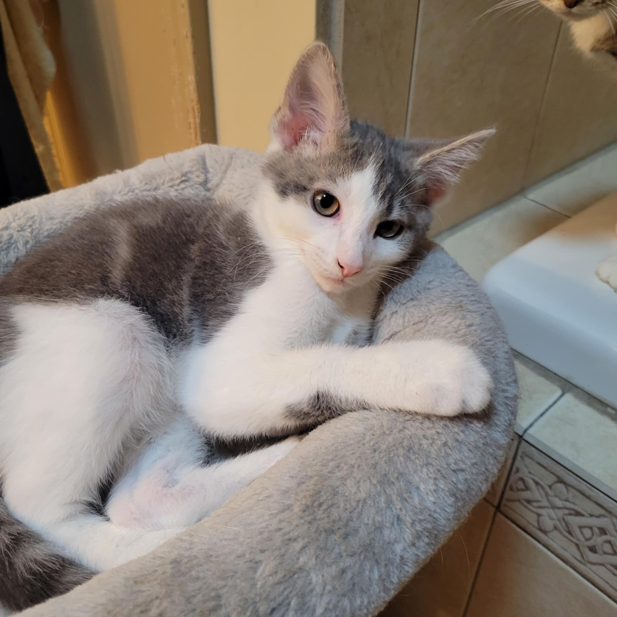 Duck, Adopted, Kitten Male American Shorthair.