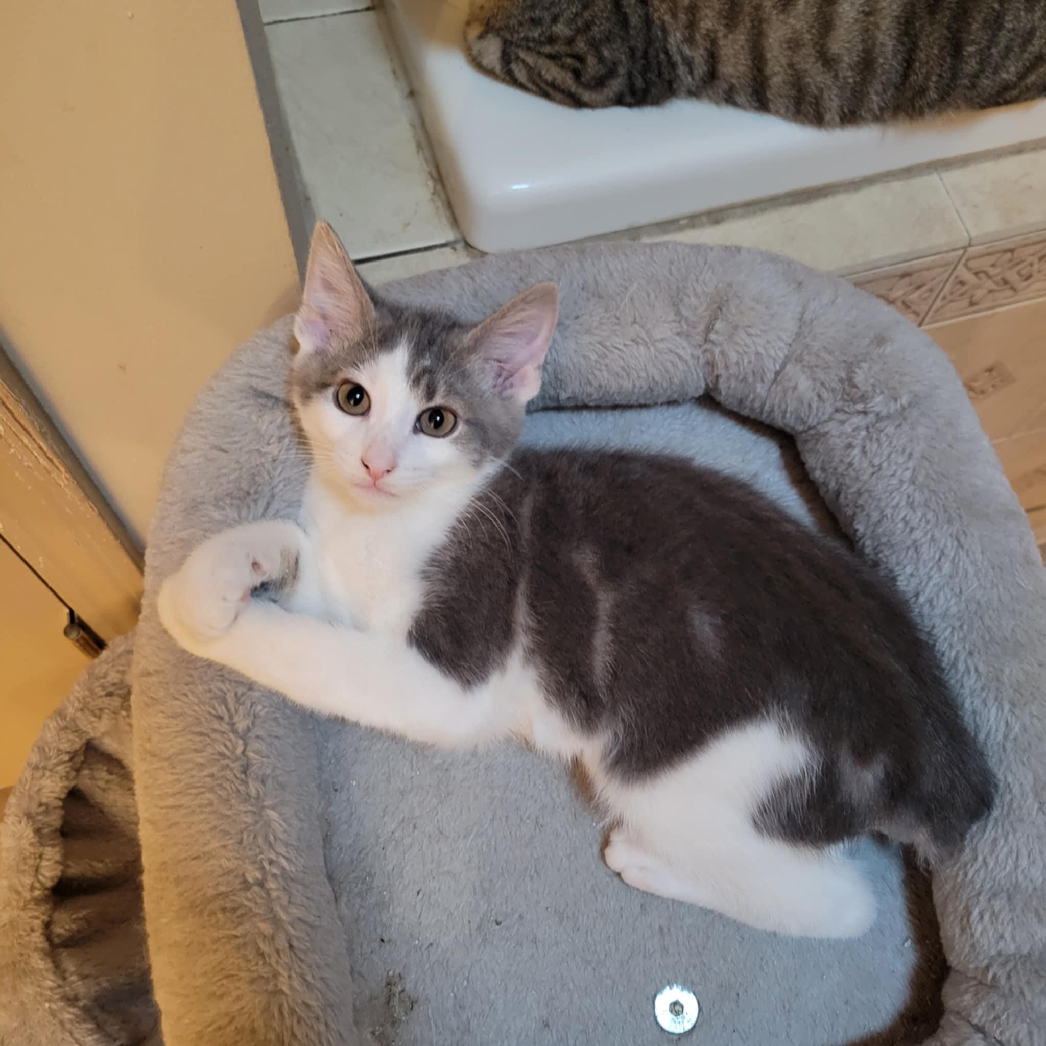 Enlarge Duck, a Adopted mixed breed in Franklin, VA image 2/3