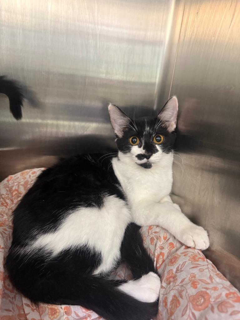 Joy, Adoptable, Kitten Female Domestic Short Hair.