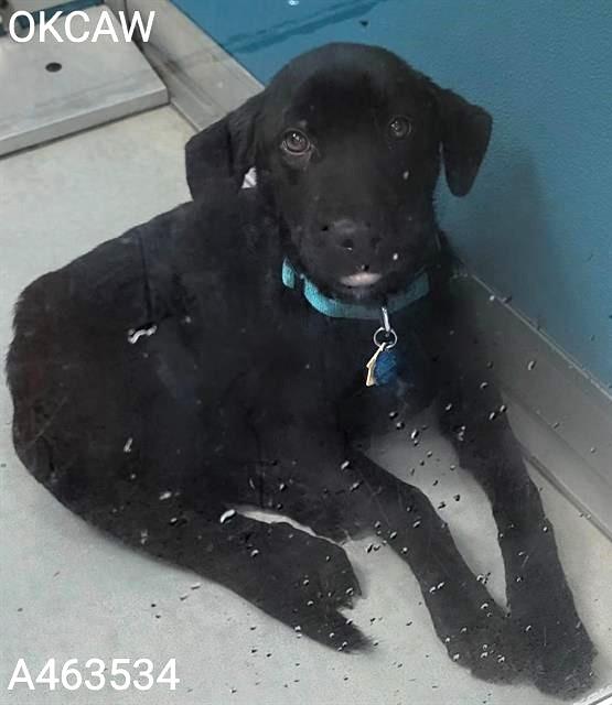 PEGGY 463534 LastPUPofLitter!ReadyTogoHome!