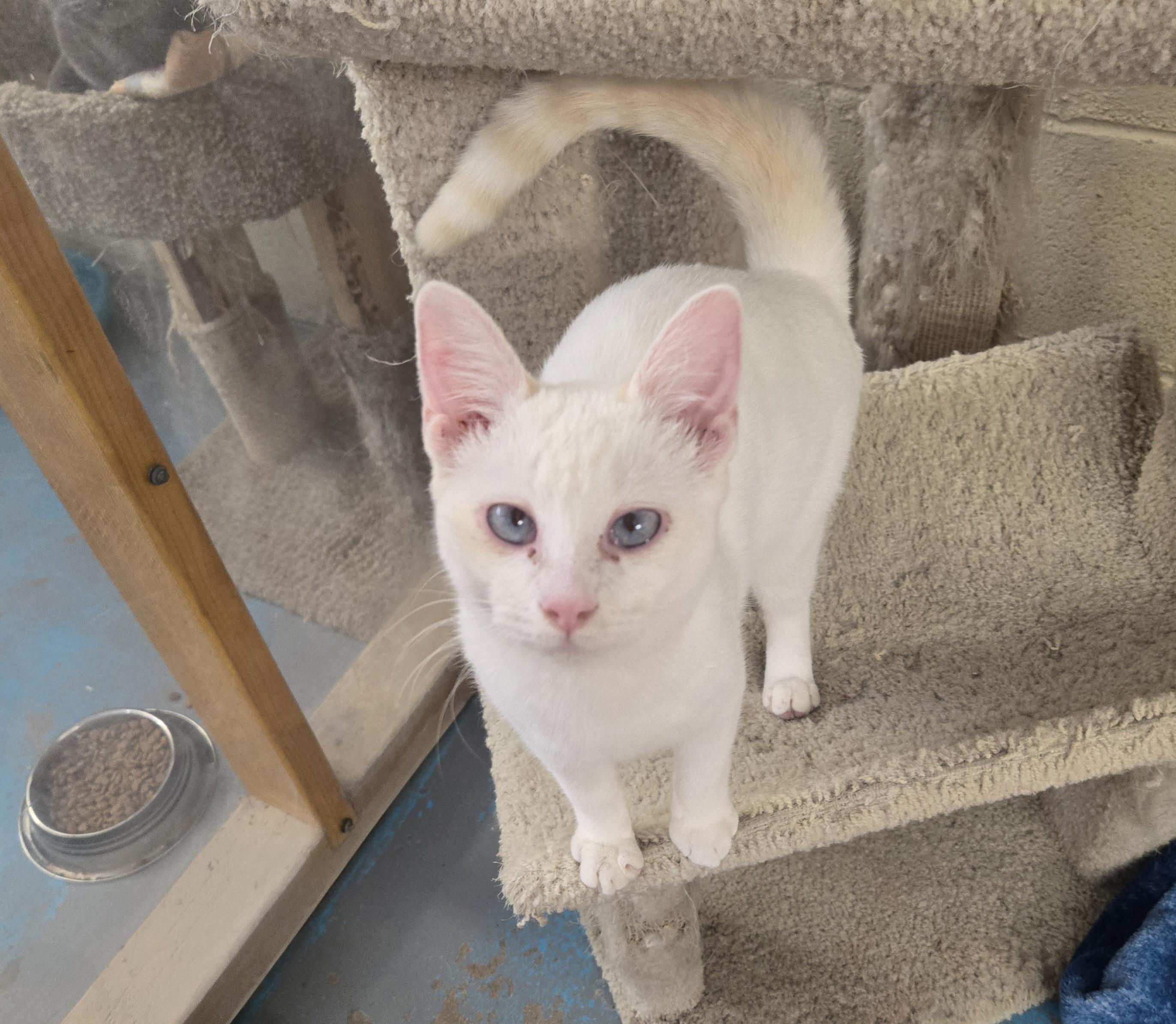 Tessa, adopted, Young Female Domestic Short Hair.