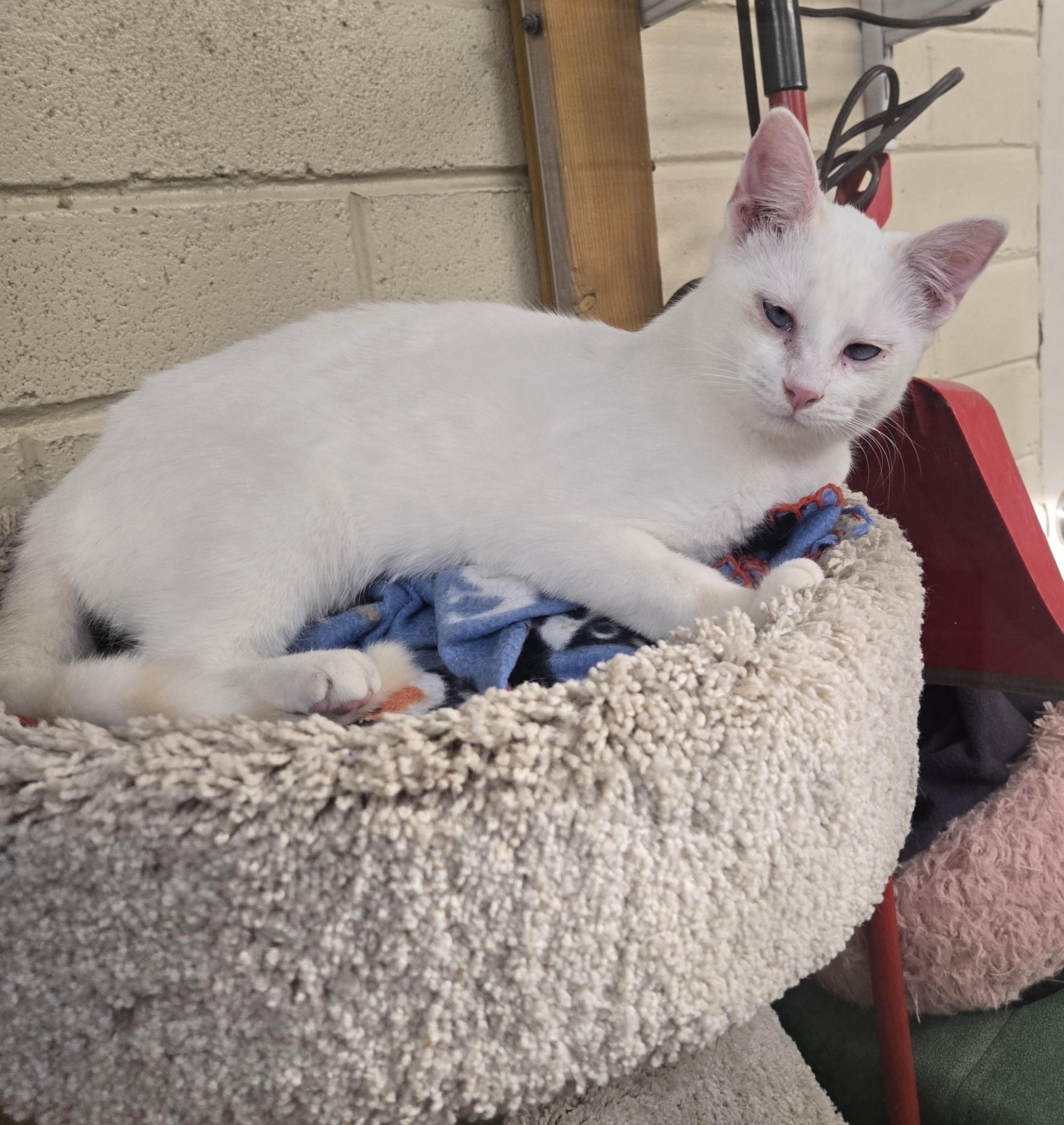 Enlarge Tessa, an adopted mixed breed in Nogales, AZ image 2/3