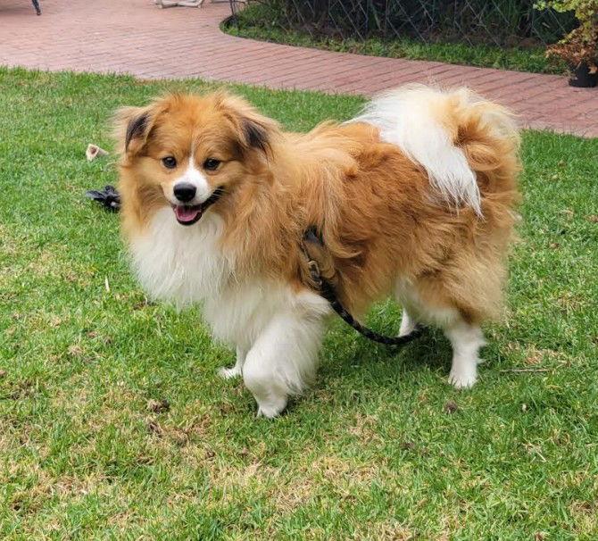 Butterscotch, Adopted, Young Male Shetland Sheepdog / Sheltie.