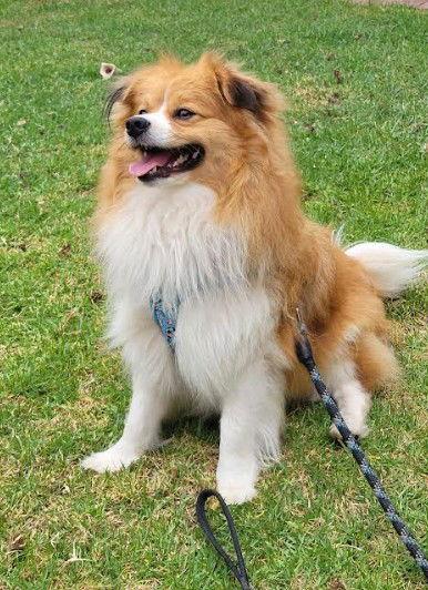 Enlarge Butterscotch, a Adopted Shetland Sheepdog / Sheltie in San Diego, CA image 3/3