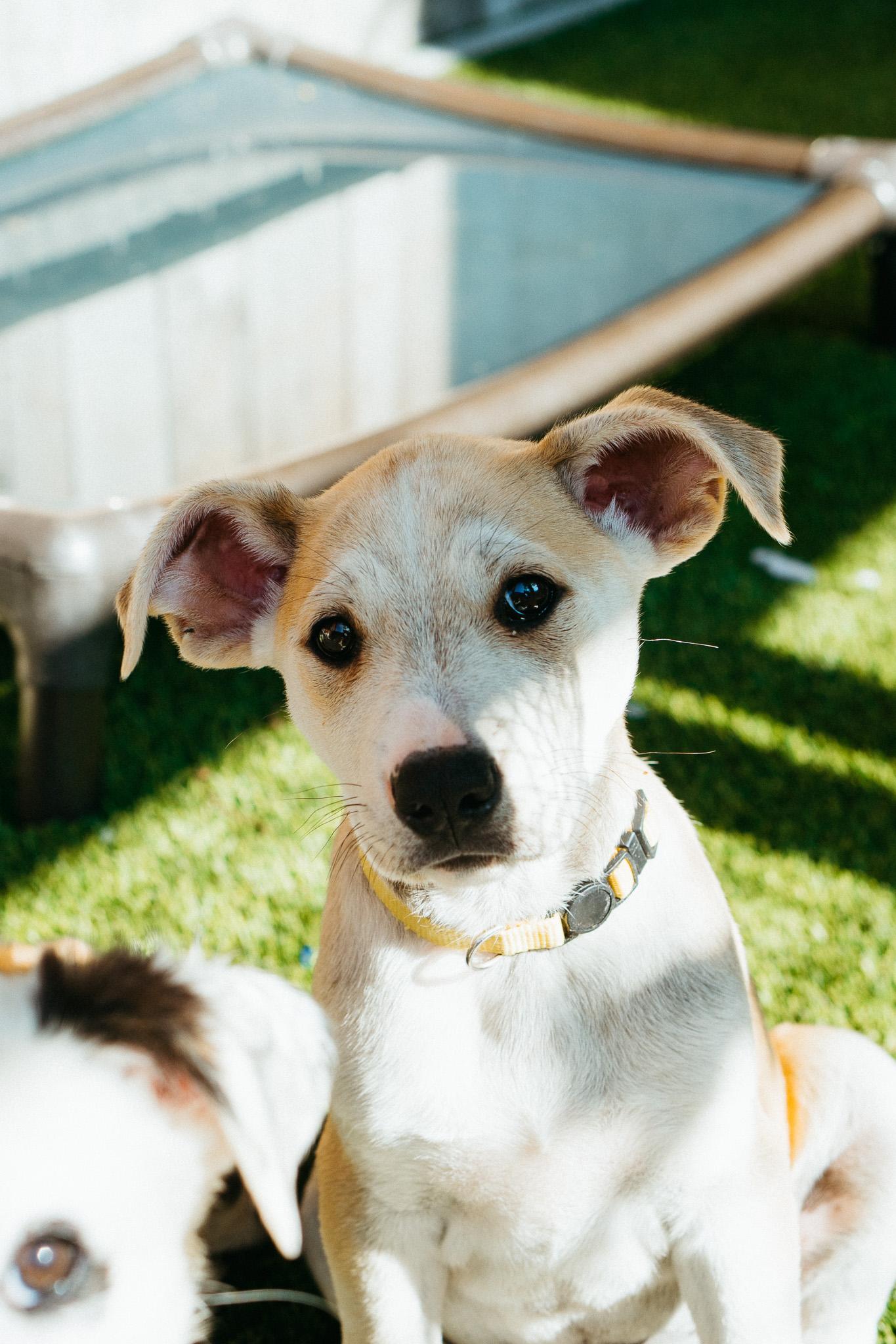 Lurvy, an adoptable Mixed Breed in Jackson, WY, 83002 | Photo Image 3