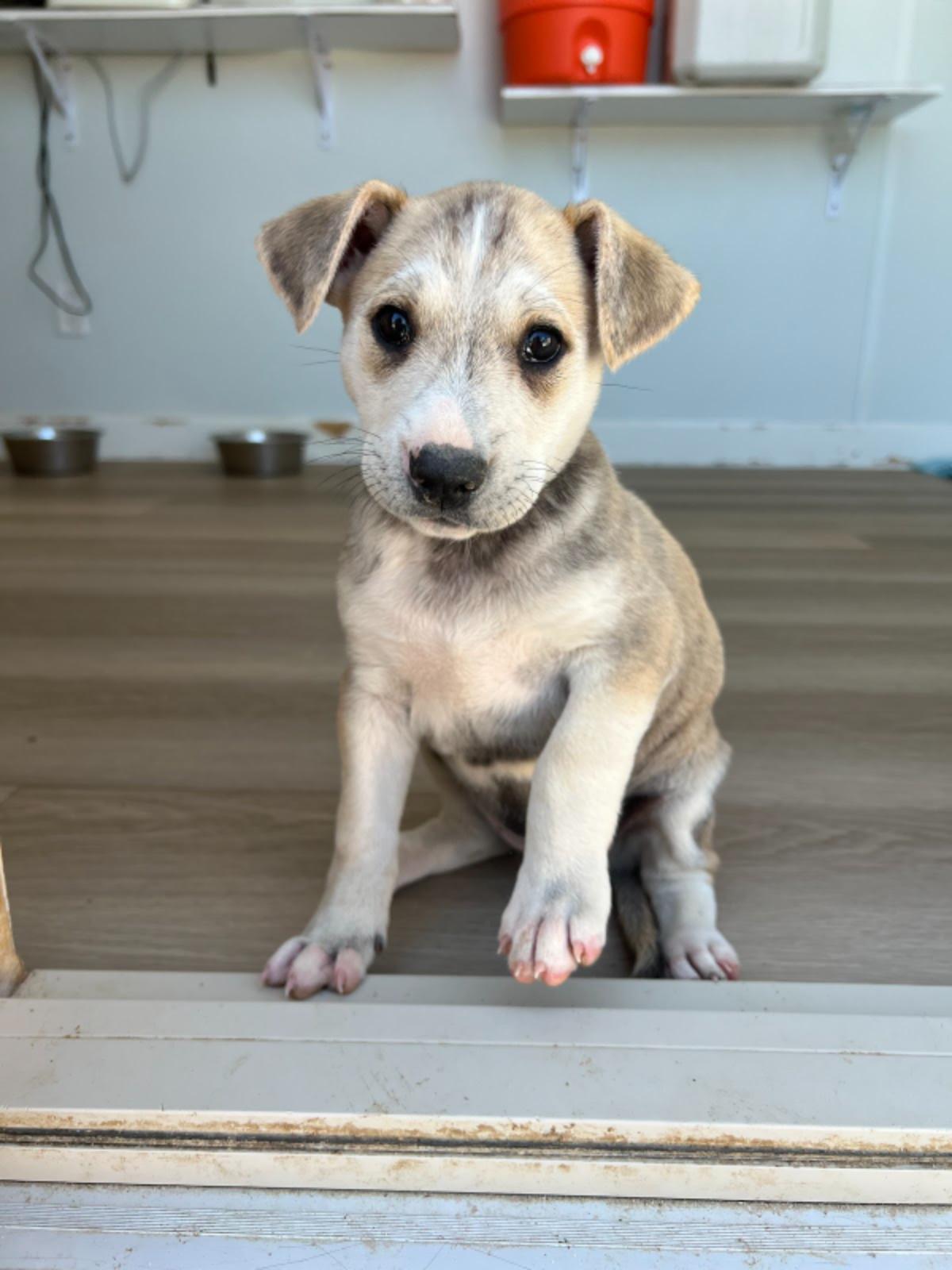 Lurvy, an adoptable Mixed Breed in Jackson, WY, 83002 | Photo Image 4