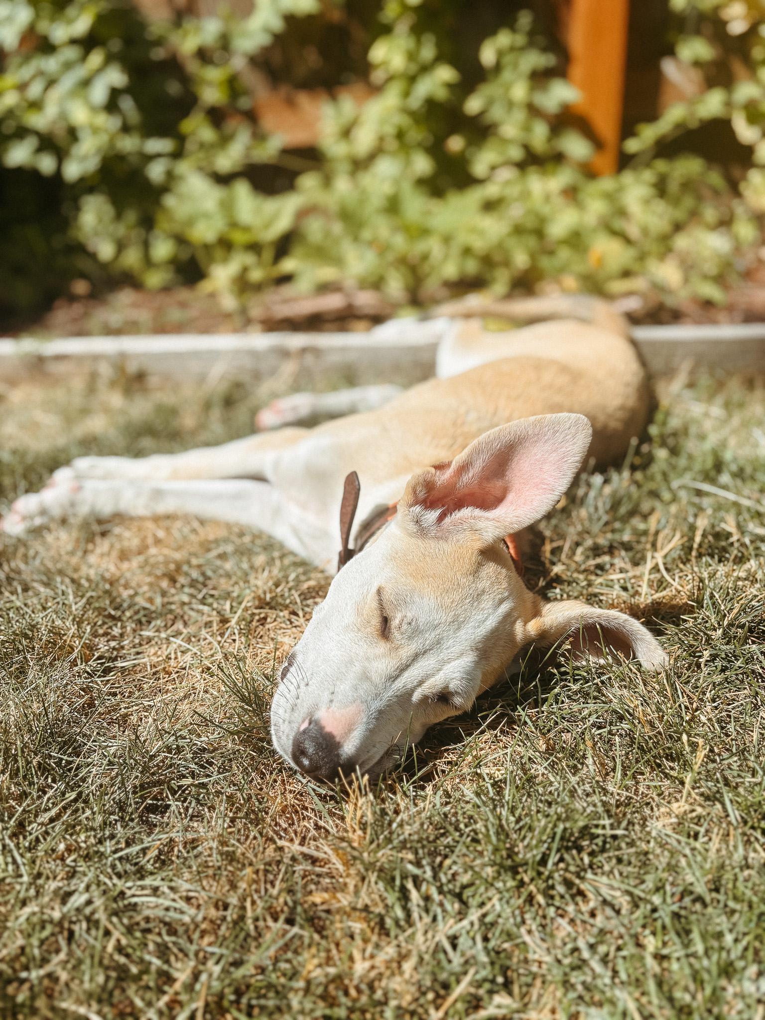 Lurvy, an adoptable Mixed Breed in Jackson, WY, 83002 | Photo Image 2