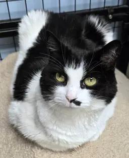 Eevee, Adoptable, Adult Female Domestic Short Hair.