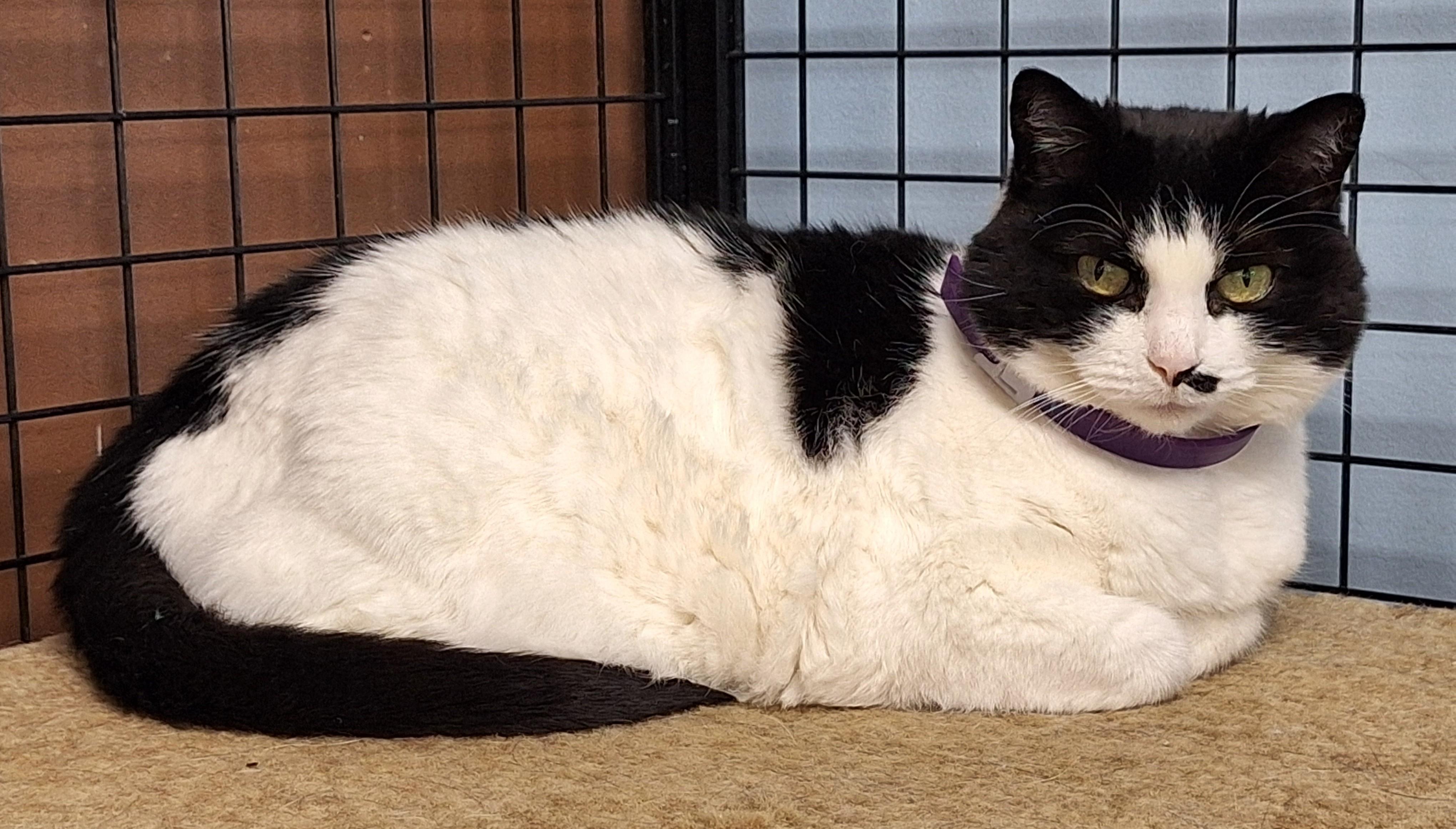 Enlarge Eevee, a Adoptable mixed breed in Spokane, WA image 2/2