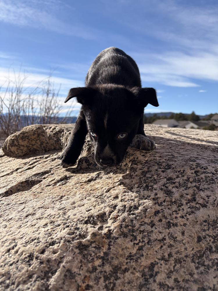 Enlarge Darla, a Adoptable mixed breed in Aurora, CO image 1/2
