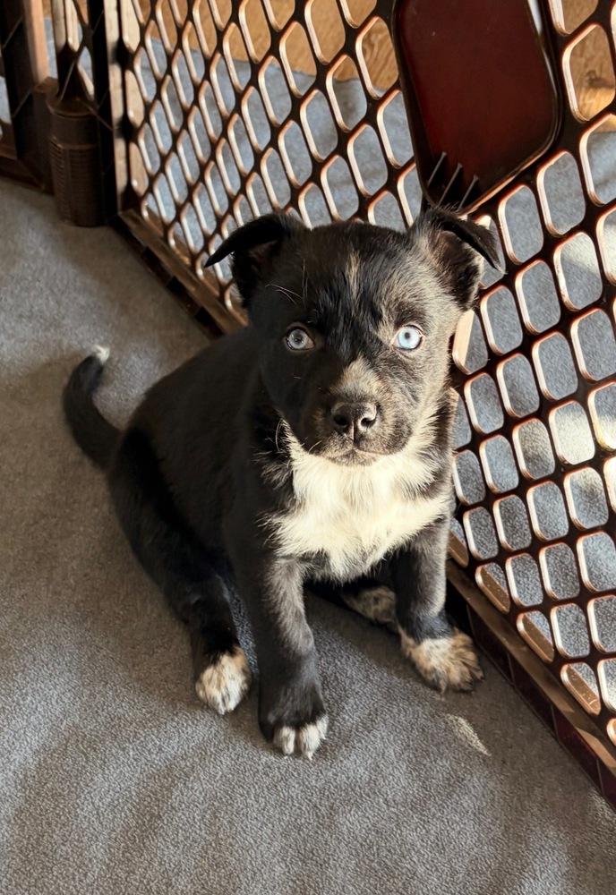 Enlarge Darla, a Adoptable mixed breed in Aurora, CO image 2/2