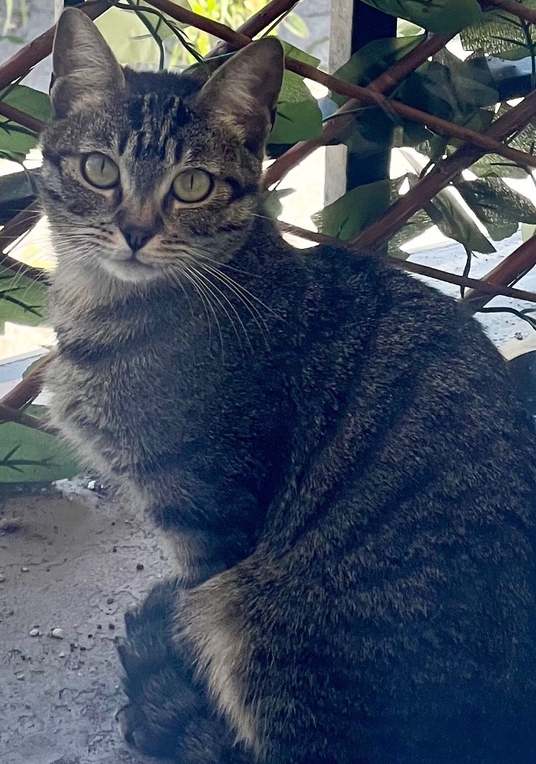 Enlarge Chester, a Adoptable Domestic Short Hair in Los Angeles, CA image 1/4