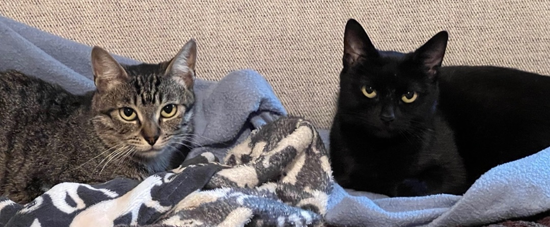 Enlarge Chester, a Adoptable Domestic Short Hair in Los Angeles, CA image 2/4