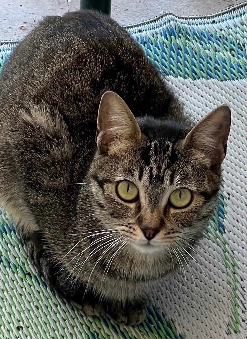 Enlarge Chester, a Adoptable Domestic Short Hair in Los Angeles, CA image 3/4