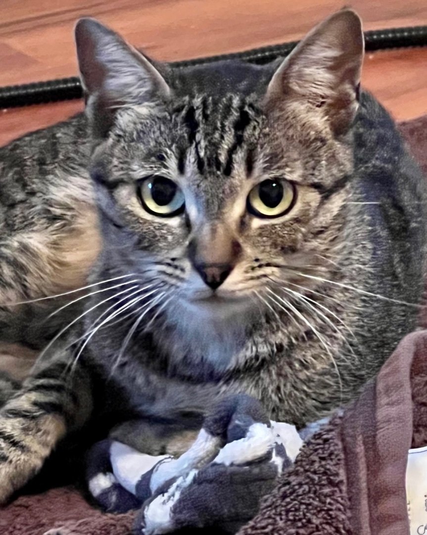 Enlarge Chester, a Adoptable Domestic Short Hair in Los Angeles, CA image 4/4