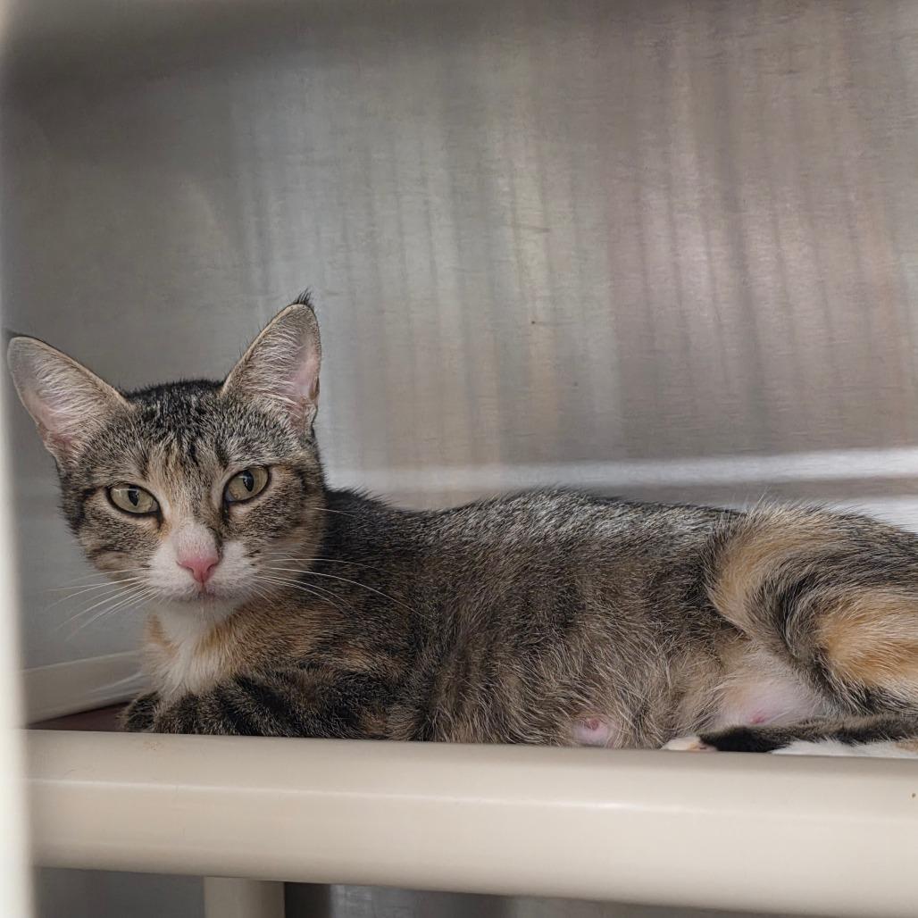Enlarge Lady Bug, a Adoptable Domestic Short Hair in Sand Springs, OK image 1/3